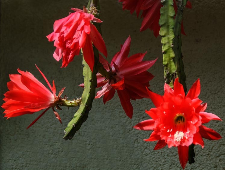Disocactus ackermannii ssp. conzattianus