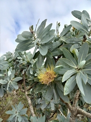 Protea nitida