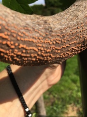 Nectria cinnabarina