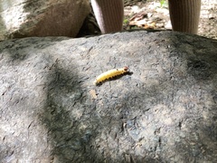 Macremphytus testaceus