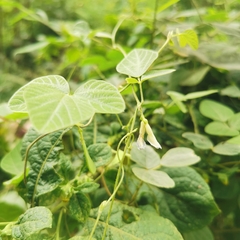 Amphicarpaea edgeworthii