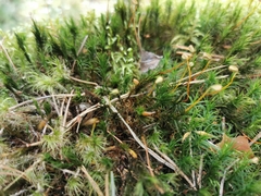 Polytrichum formosum
