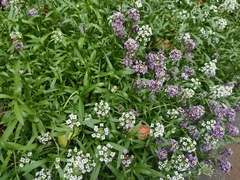 Lobularia maritima
