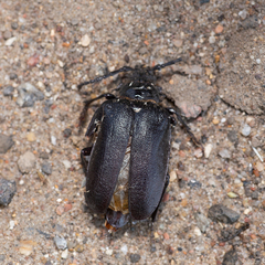 Prionus coriarius