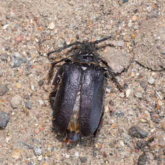 Prionus coriarius