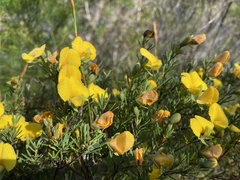 Gompholobium virgatum