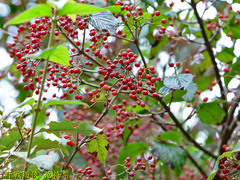 Viburnum luzonicum