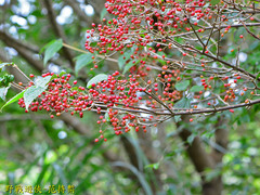 Viburnum luzonicum