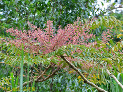 Aralia decaisneana