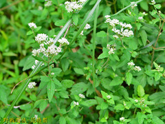 Eupatorium formosanum