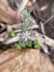 Vittadinia