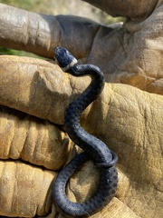 Natrix astreptophora