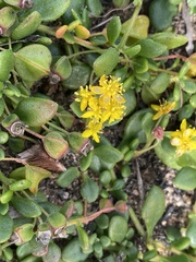 Tetragonia decumbens
