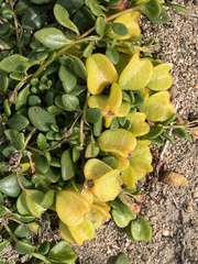 Tetragonia decumbens