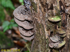 Trametes elegans