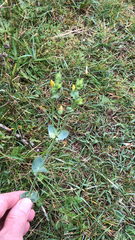 Blackstonia perfoliata