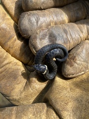 Natrix astreptophora