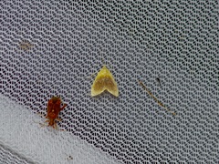 Glaphyria fulminalis