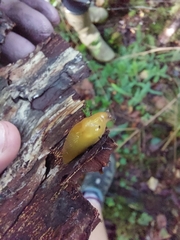 Malacolimax