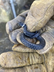 Natrix astreptophora