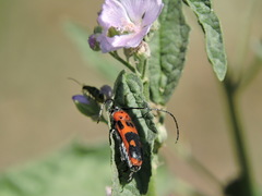 Tylosis maculatus