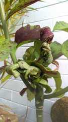 Euphorbia grantii