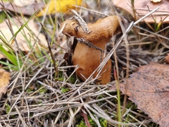 Cortinarius rubellus