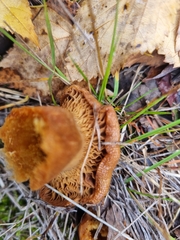 Cortinarius rubellus