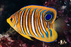 Pygoplites diacanthus
