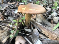 Cortinarius clelandii
