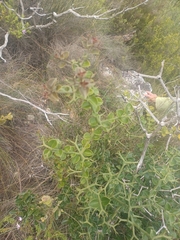Carissa bispinosa