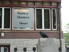 Corvus monedula monedula