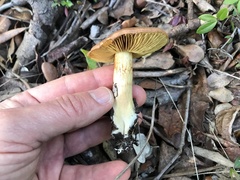 Cortinarius clelandii
