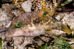 Canthigaster compressa