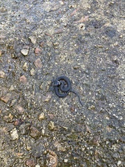 Natrix astreptophora