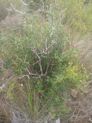 Carissa bispinosa