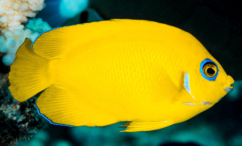 Lemonpeel Angelfish