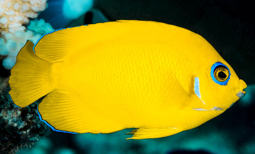 Lemonpeel Angelfish