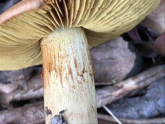 Cortinarius clelandii
