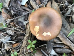 Cortinarius clelandii