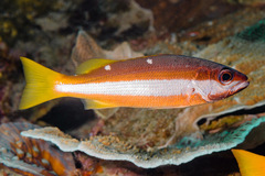 Lutjanus biguttatus