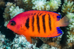 Centropyge loriculus