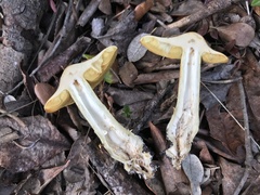 Cortinarius clelandii