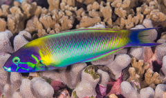 Thalassoma genivittatum