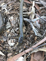 Dendrelaphis punctulatus