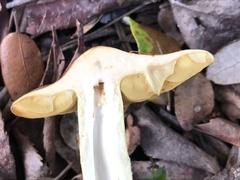 Cortinarius clelandii