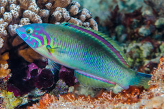 Thalassoma genivittatum