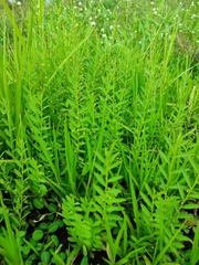 Phyllanthus virgatus