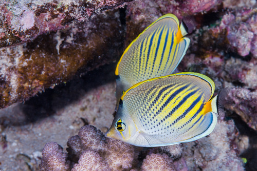 Dot and dash butterflyfish (Chaetodon pelewensis) — Chaetodontidae — 4