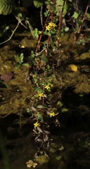 Hypericum tetrapterum